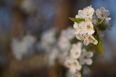 Close-up of white flowers blooming outdoors