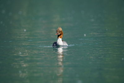 Full length of boy swimming in lake