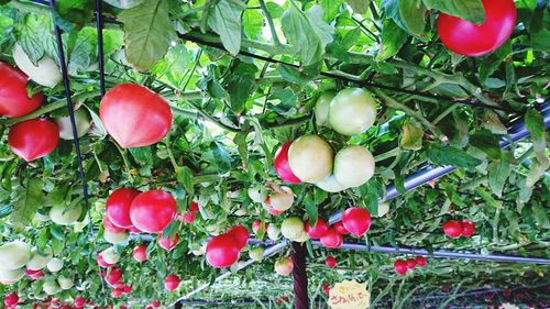 Close-up of cherries growing on tree