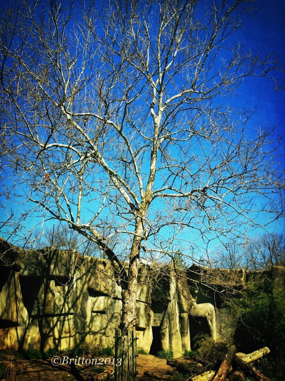 tree, blue, bare tree, built structure, architecture, clear sky, low angle view, branch, sky, building exterior, history, old, nature, tranquility, sunlight, day, the past, no people, outdoors, travel destinations