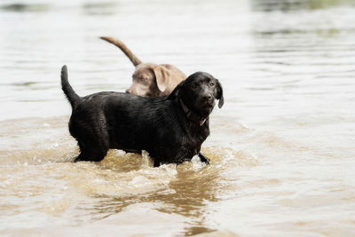 Black dog in a lake