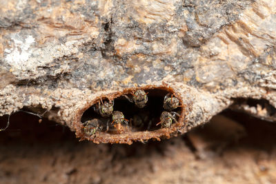 Close-up of rusty metal