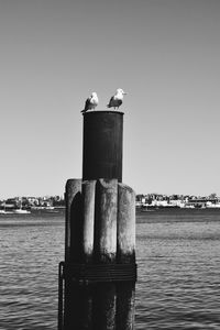 Seagulls perching on column by river against sky