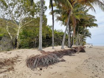 Palm trees on beach against sky