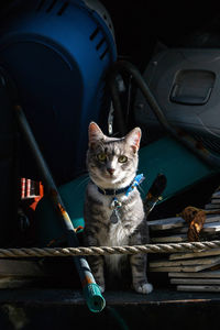 Portrait of cat sitting in car