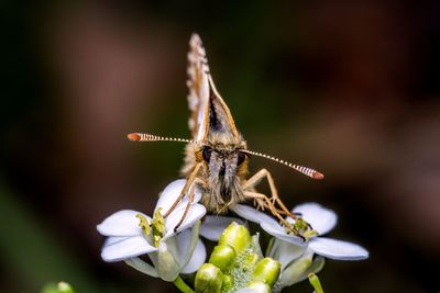 Close-up of butterfly pollinating on flower