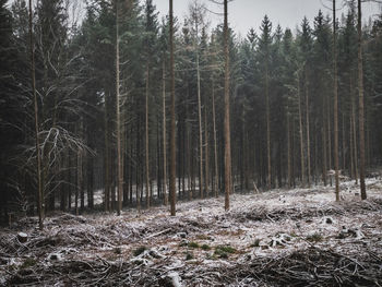 Trees in forest