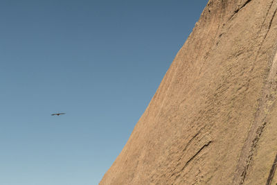 Low angle view of bird flying against clear blue sky