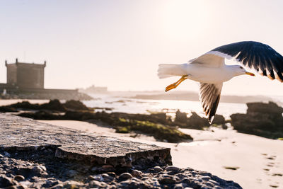 Seagull flying over sea