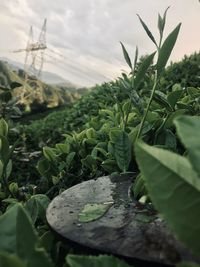 Close-up of fresh green leaf on field against sky