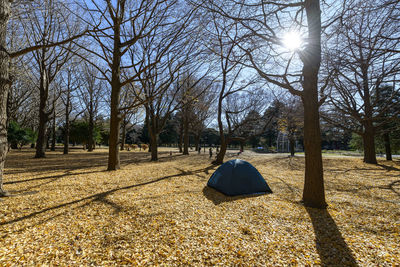 Tent by trees on leaves covered field at yoyogi park during autumn