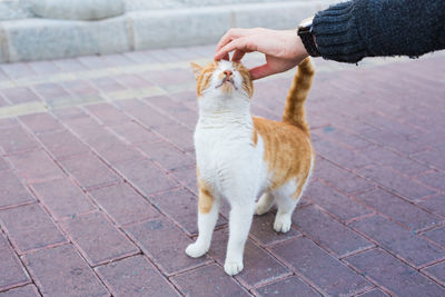 Hand holding cat on footpath