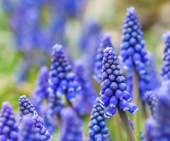 Close-up of purple flowering plants