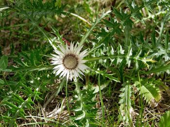 Close-up of flower blooming outdoors