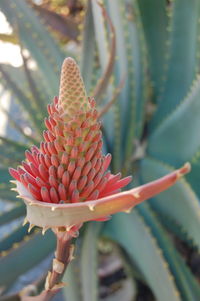 Close-up of red cactus