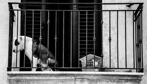 Low angle view of dog sitting in balcony