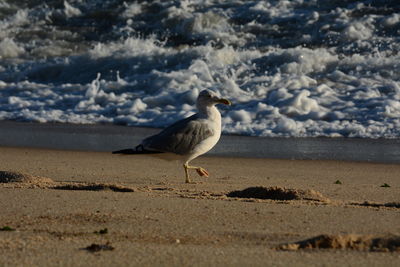 Seagull perching on sand at beach