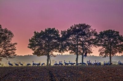 Trees on field