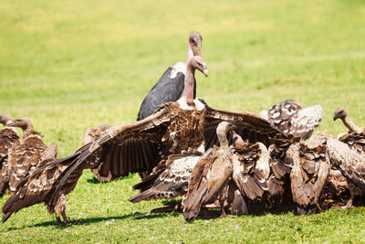 Pigeons on a field