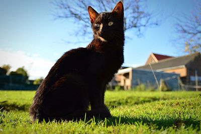 Close-up of cat on grassy field