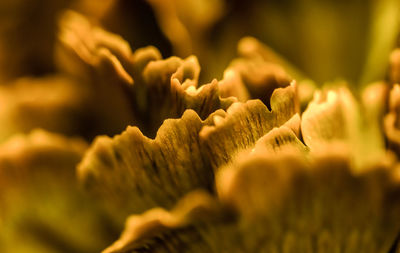 Macro shot of fresh plant