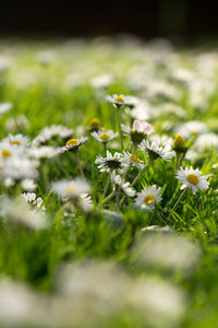 Close-up of flowers