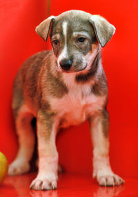 Portrait of puppy against red background