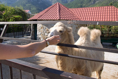 Person hand by animal pen