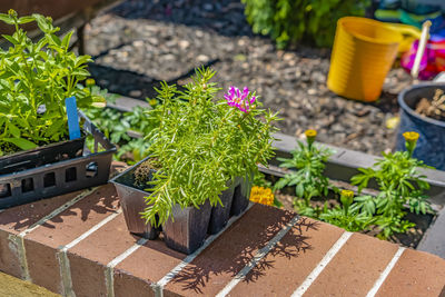 High angle view of potted plants