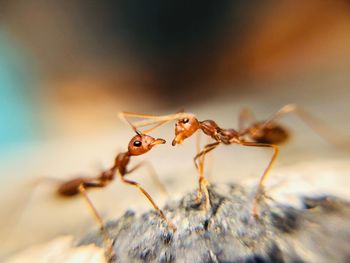 Close-up of spider