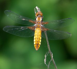 Close-up of dragonfly