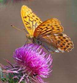 Close-up of butterfly pollinating on purple flower