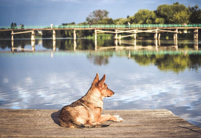 Dog sitting in a lake