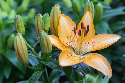 Close-up of yellow lilies