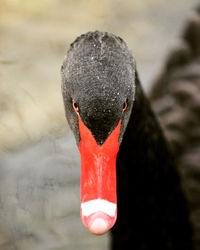 Close-up of swan in lake