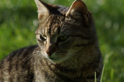 Close-up of a cat looking away