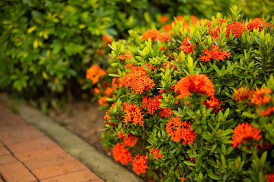 Orange flowering plants
