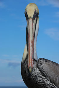 pelican