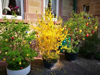 Potted plants and yellow flowers