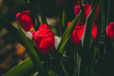 Close-up of red flowering plant