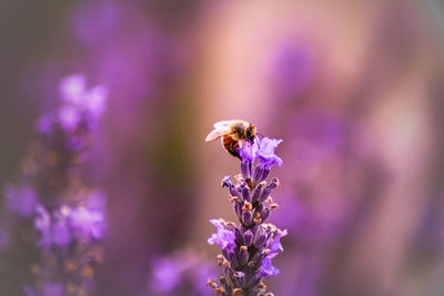 Close-up of bee pollinating on purple lavender 