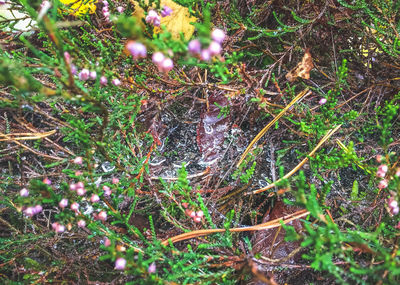 Close-up of plants growing on field