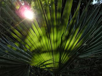 Close-up of plant growing on field