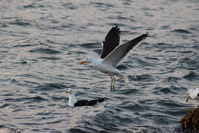 Bird flying over water