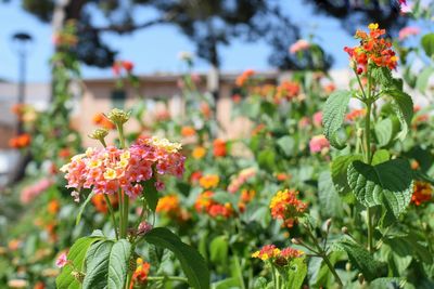 Close-up of flowering plants in park