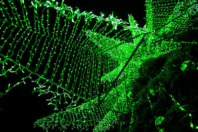 Close-up of fern against trees at night