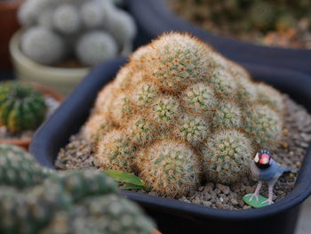 Close-up of succulent plant on rock