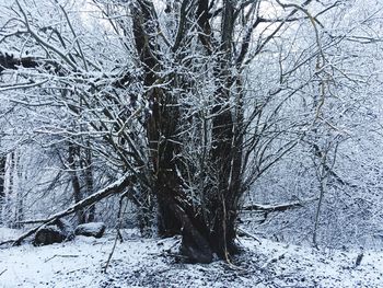 Bare trees on snow covered land