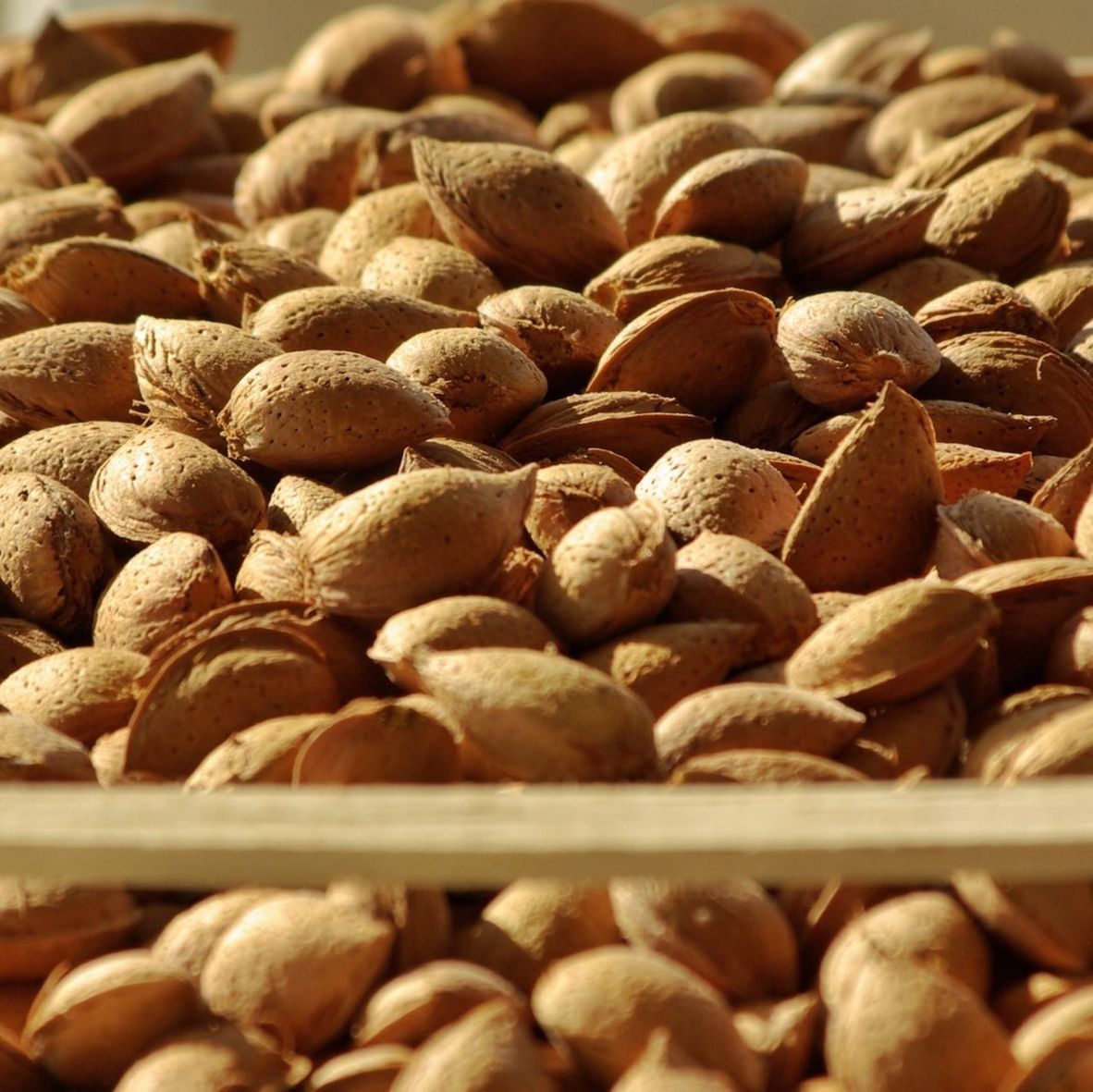 large group of objects, abundance, brown, food and drink, full frame, close-up, stack, food, backgrounds, nut - food, still life, selective focus, freshness, indoors, textured, heap, no people, shell, focus on foreground, healthy eating