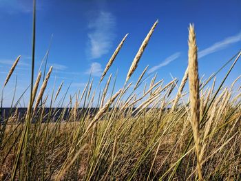 View of stalks in field against blue sky